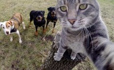 成精了 这只猫爱上了2025/6/5微密猫网页版免费
