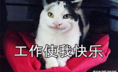 微密猫入口,探索神秘世界的神秘之门