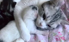 相扑猫微密圈免费,创意无限，免费资源汇聚的粉丝宝库