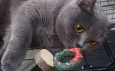 维密猫登陆,时尚界的神秘新宠