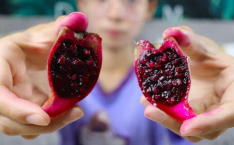 火龙果羊,探寻神秘生物的奇幻之旅